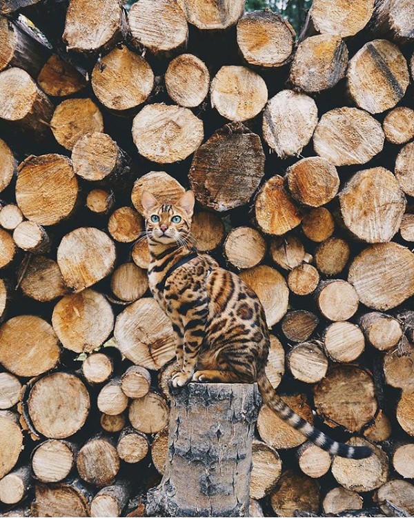 cat