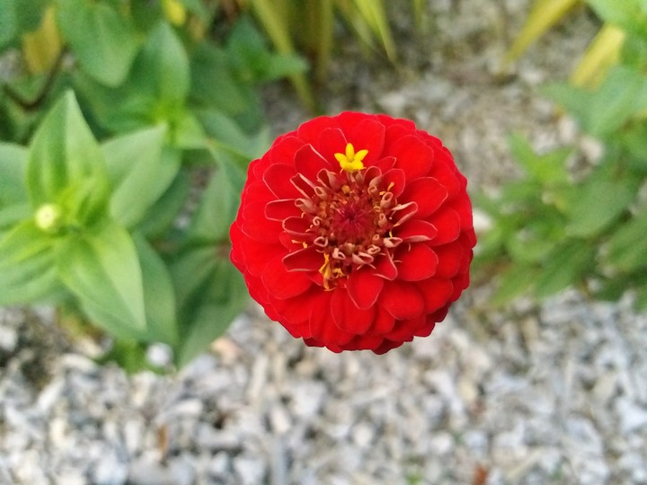 tiny yellow on red