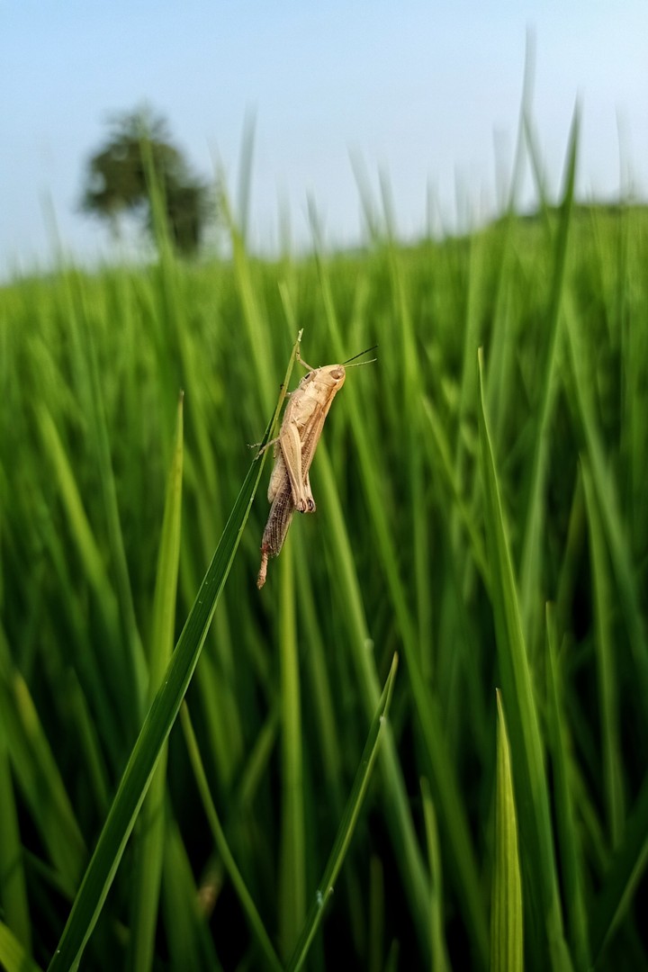 Nature