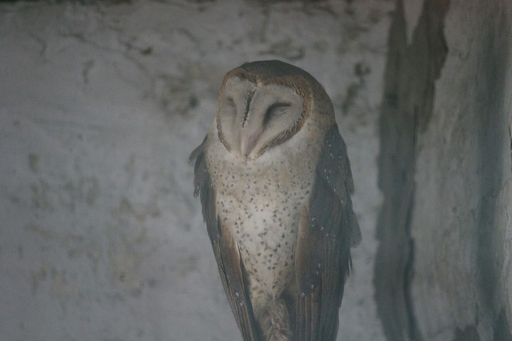 Owl