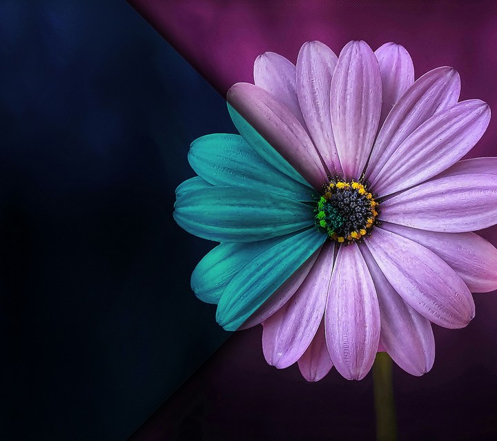 classic flower edits