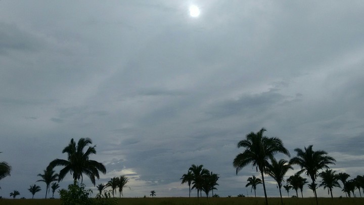 palms
