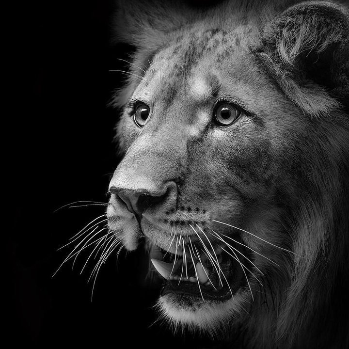 king of wild