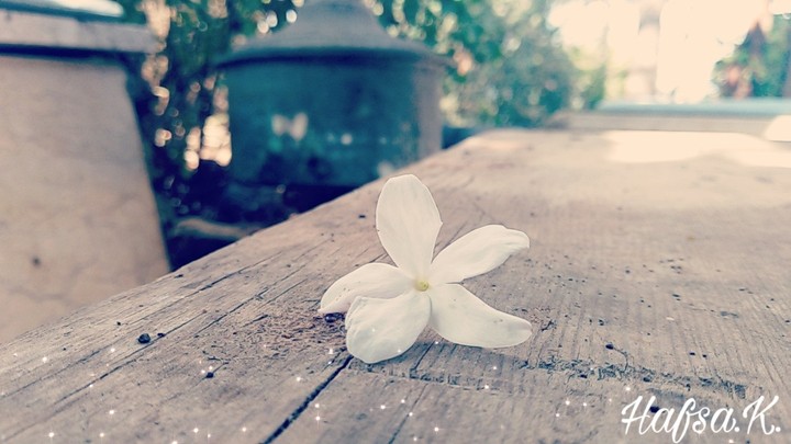 Jasmine