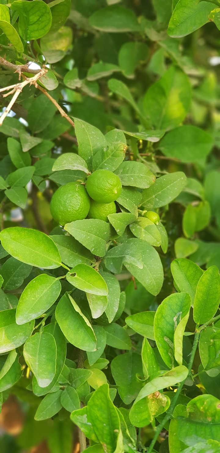 green lemon