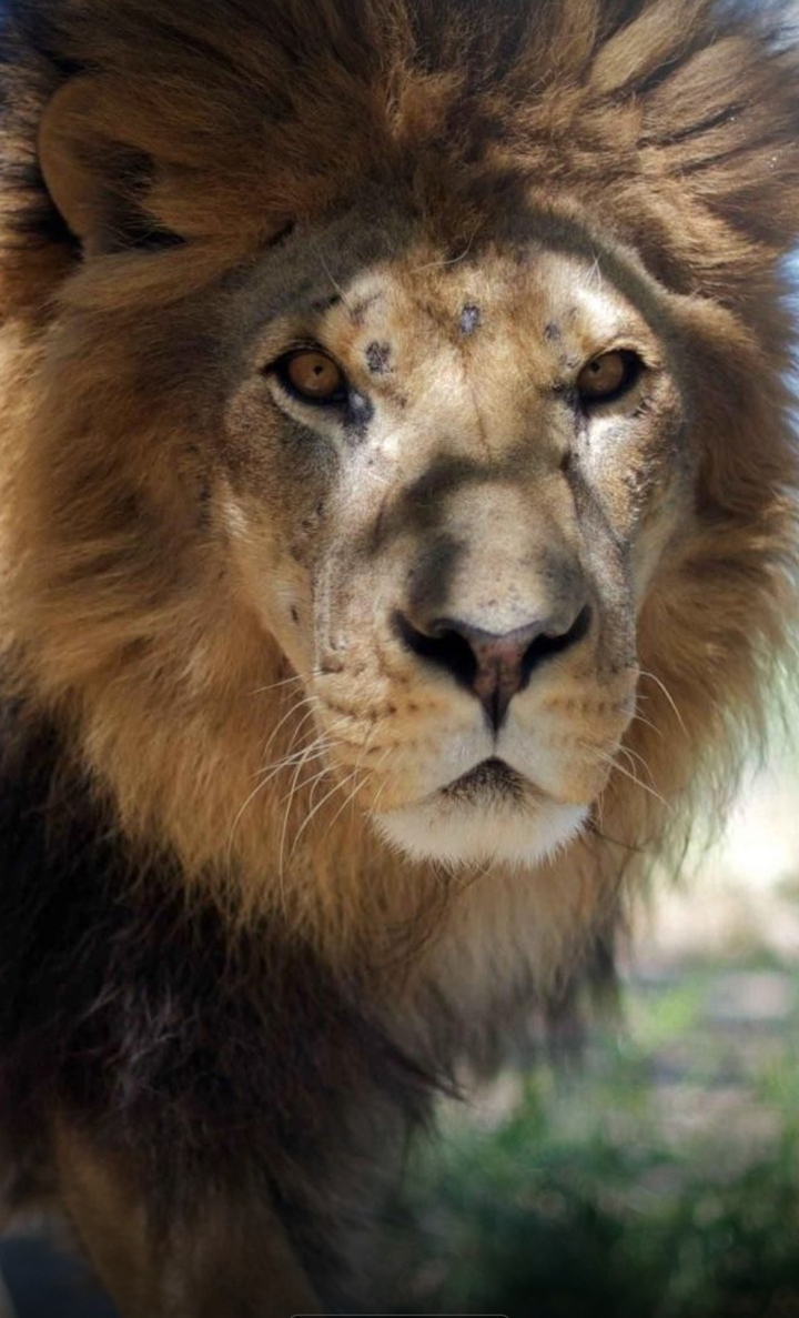 lion