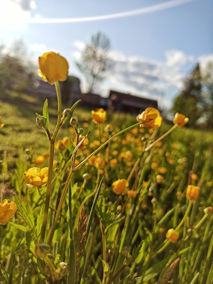 Flowers