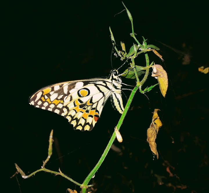 Lemon butterfly