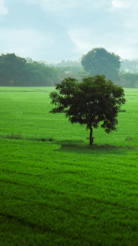 A tree in the green fields.