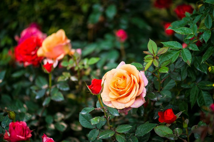 roses