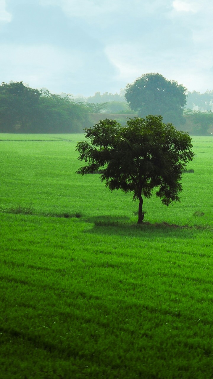 A tree in the green fields.
