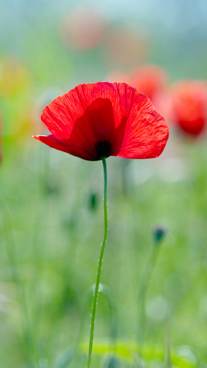 flor