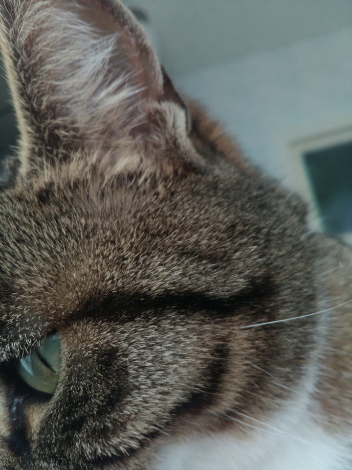 chatte