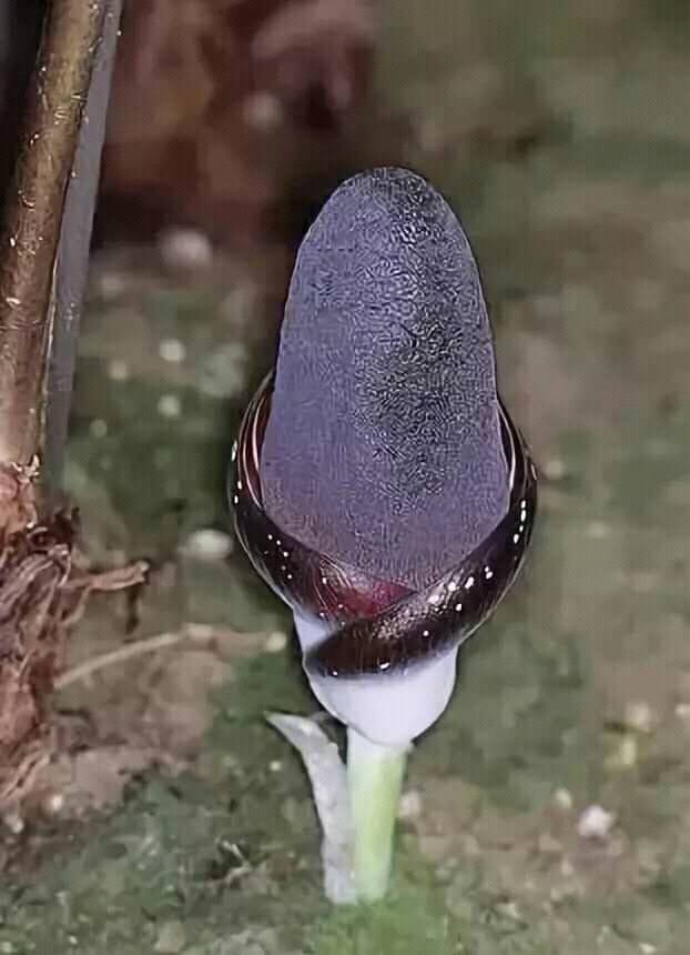 蕈菇