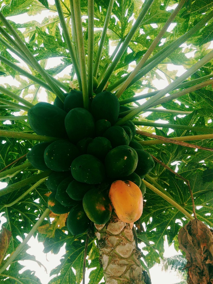 Fruits