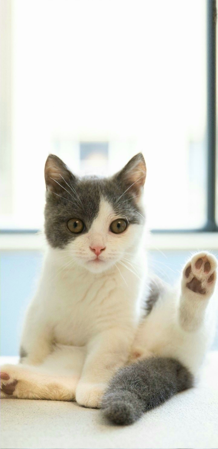 Cause Cat are❤