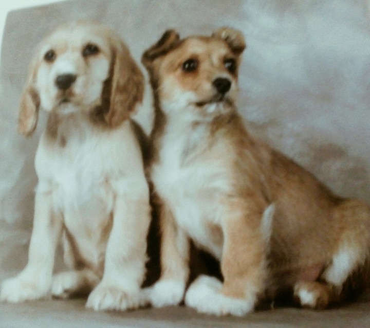 puppies