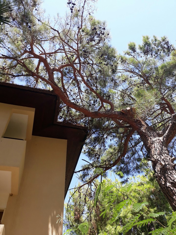 trees