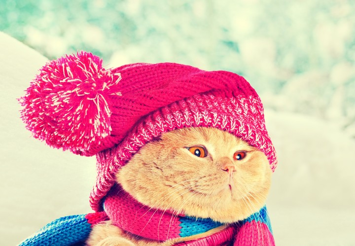 кот замёрз