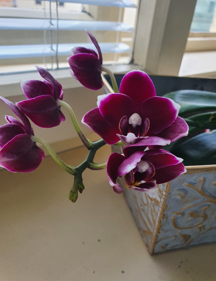 orchids