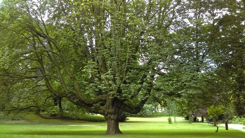 banal trees
