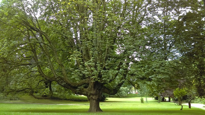 banal trees