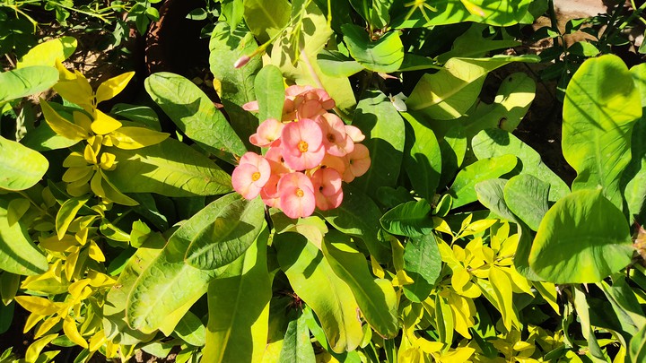 flowers