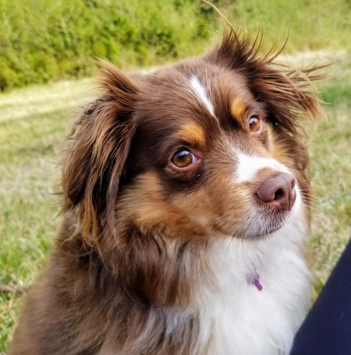 Aussie