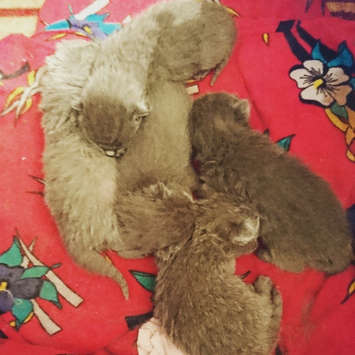 комочки счастья