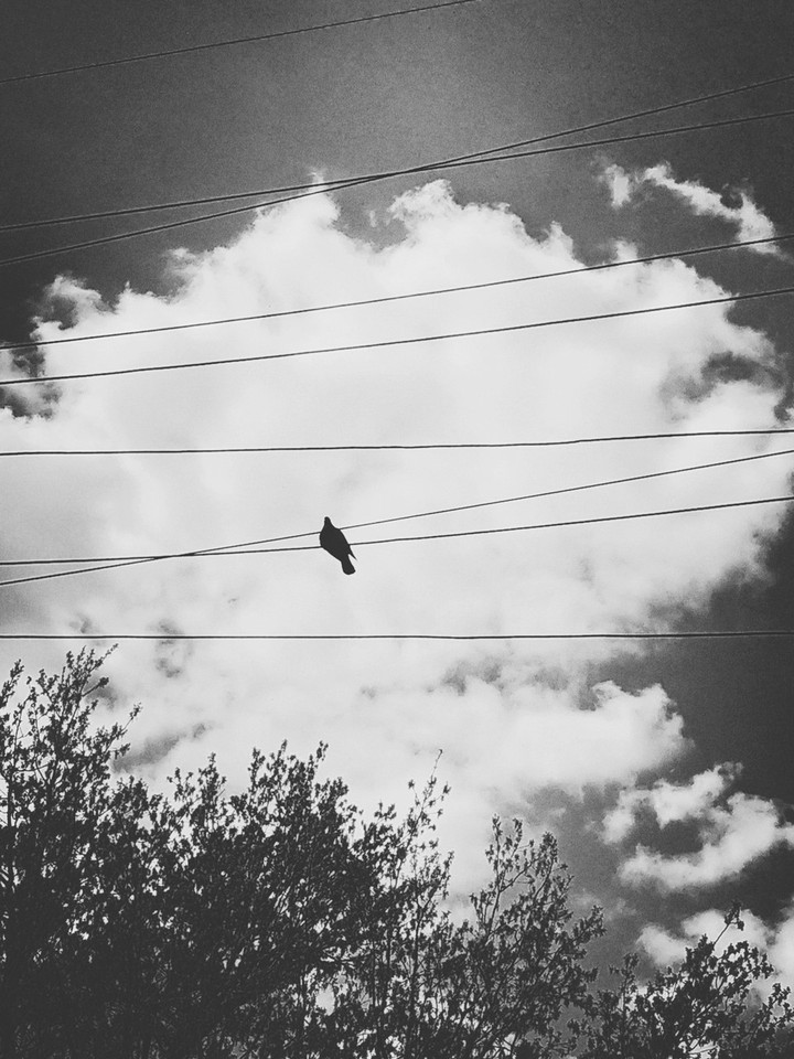 bird on a wire