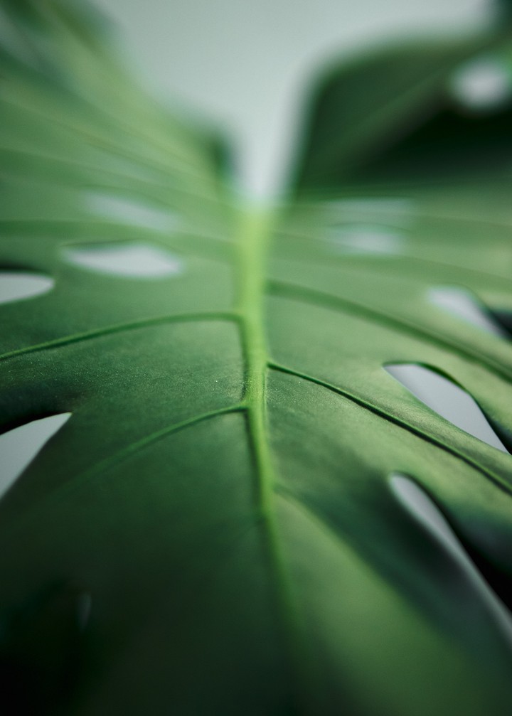 monstera