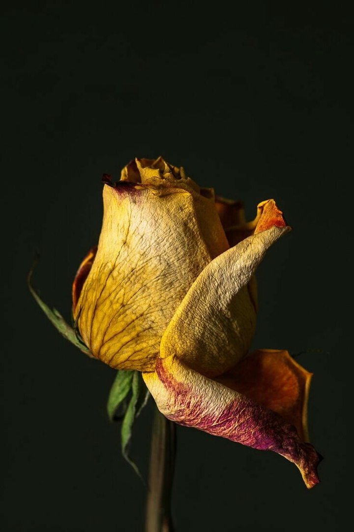 Black Rose