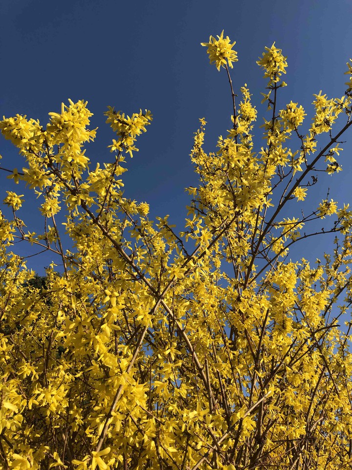 Laburnum