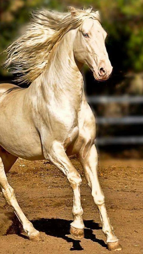 horse