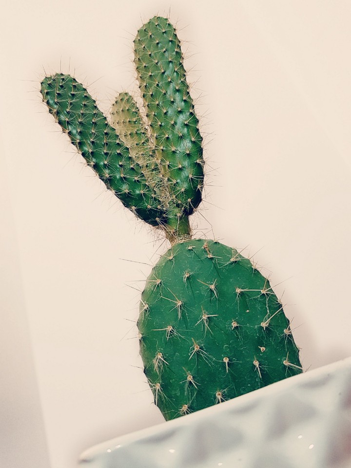 cactus