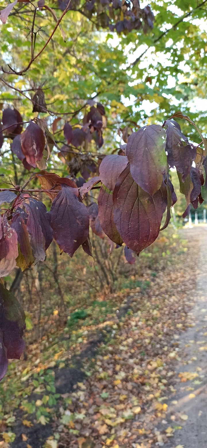 #Україна #осінь #autumn