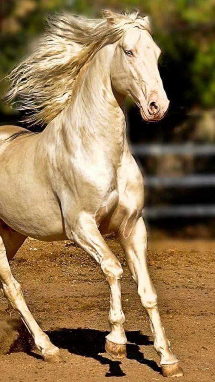 horse