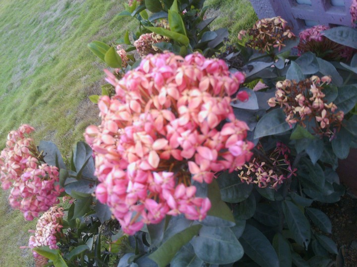 flower