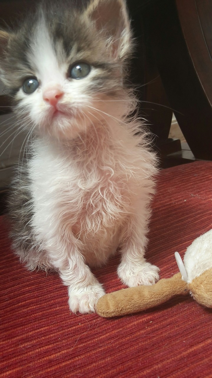 Leo