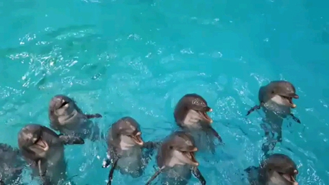 dolphins♥️