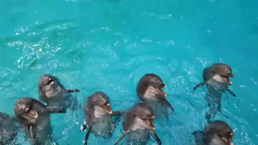 dolphins♥️