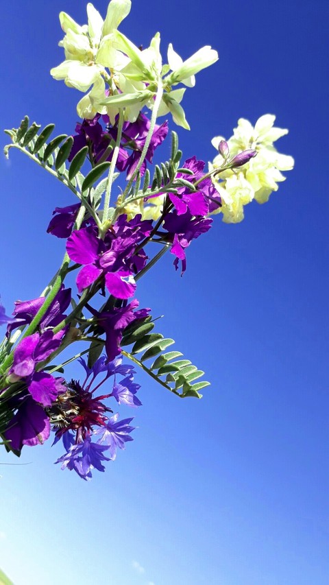 flowers