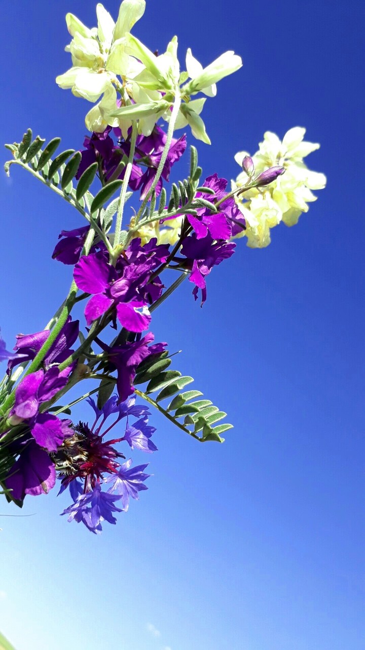 flowers