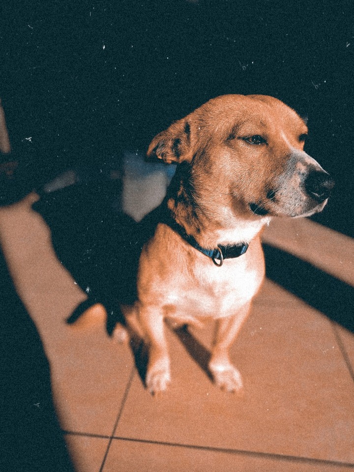 Dog