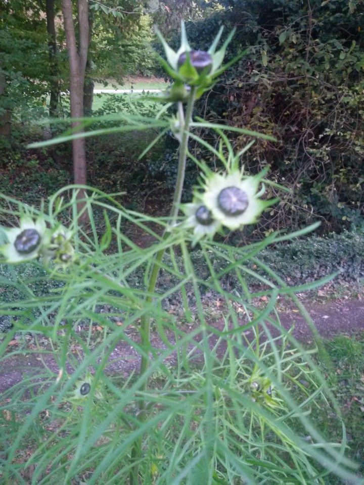 Von der Knospe zur Blume