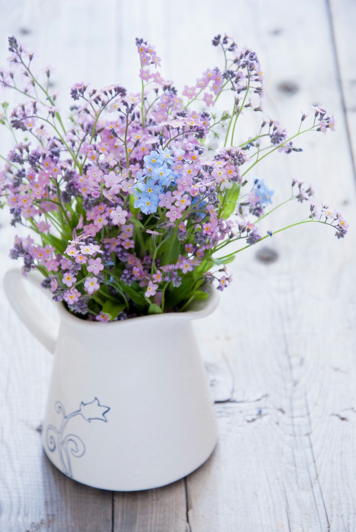 forget me not