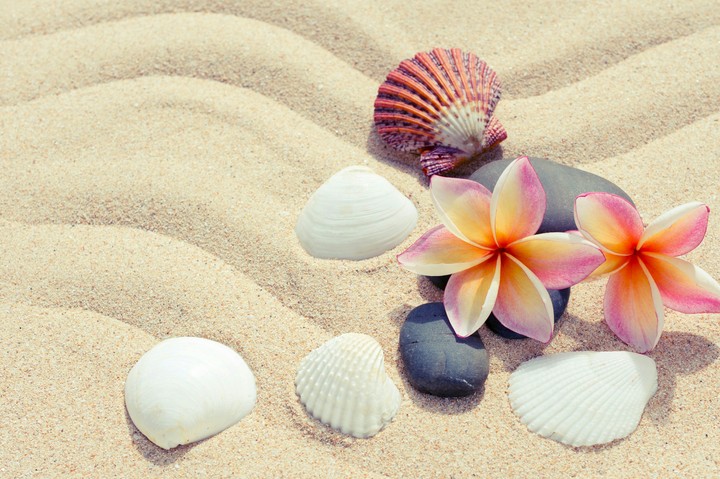 plumeria