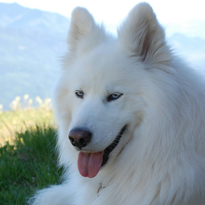 husky