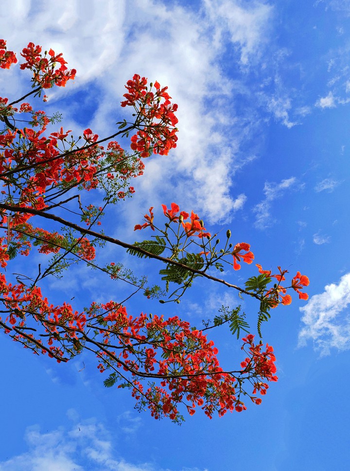 Flame tree