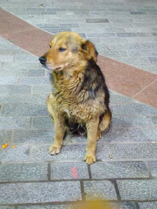 That's an Indian Himalayan dog!They are much fluffy and tame